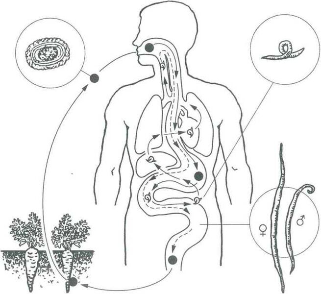Los principales métodos para penetrar los parásitos en el cuerpo humano