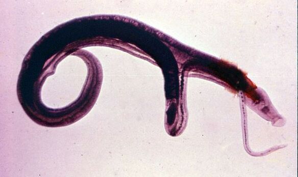 Los esquistosomas se encuentran entre los parásitos más comunes y peligrosos. 